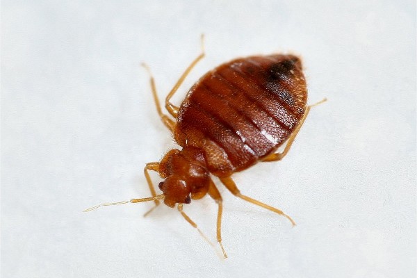 Bed bug on white background