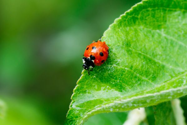 ladybug on greens