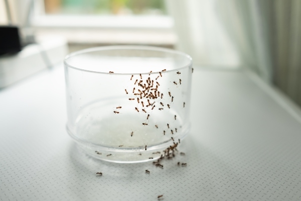 ant cluster on glass