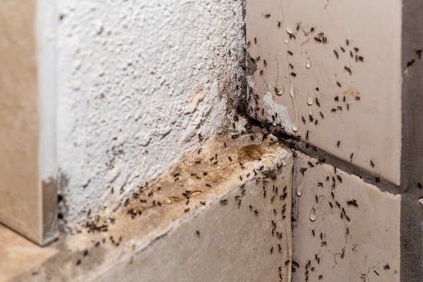 hole in foundation ant infestation