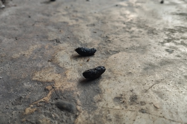 Rat Poop