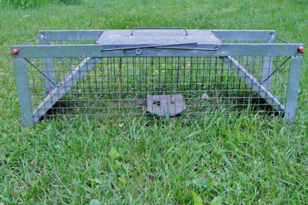 Squirrel traps