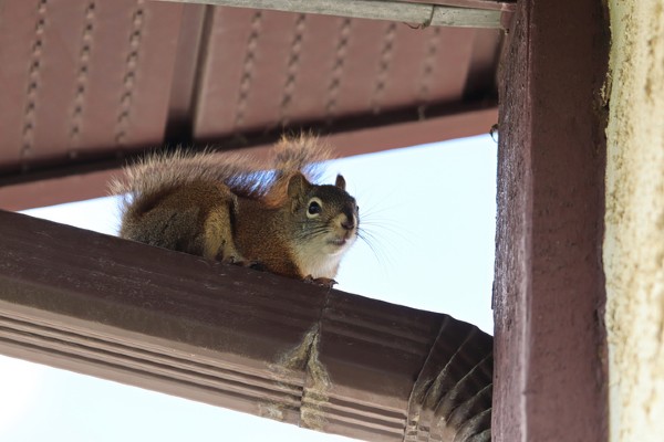 squirrel on gutter