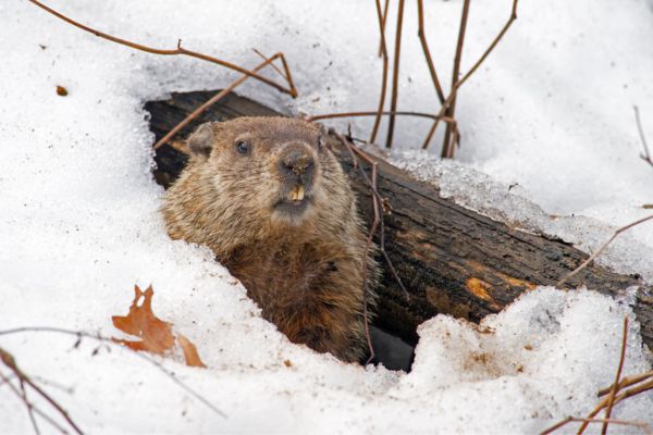a groundhog in the snow