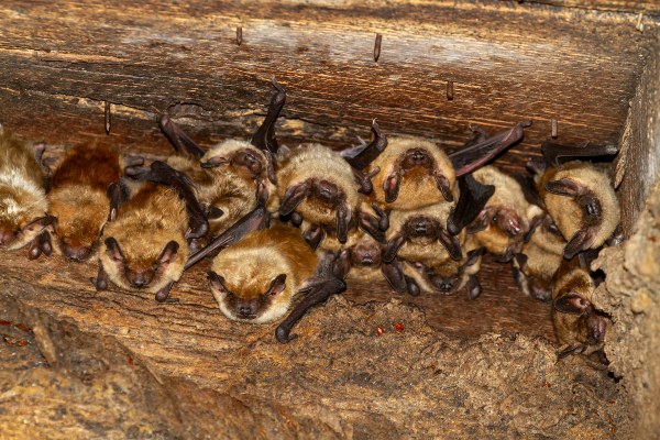 bats in attic