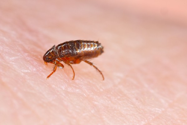 flea on skin
