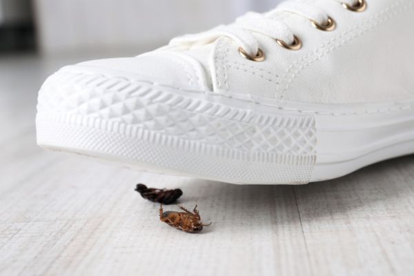 shoe kills roach