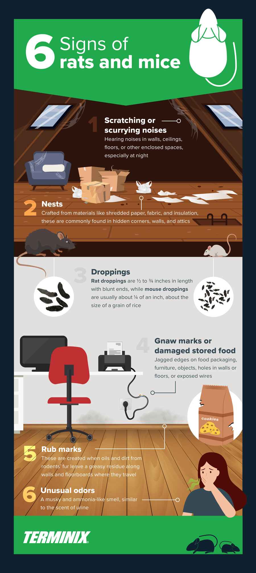 6 signs of rats and mice