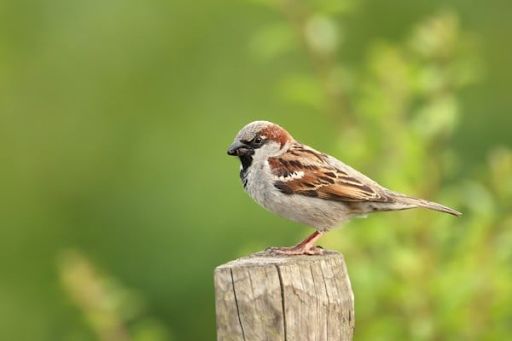 saprrow on tree