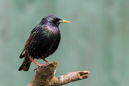 starling on tree stump